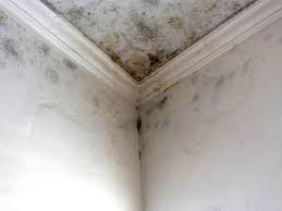 Reliable Collingdale, PA Mold Removal Solutions